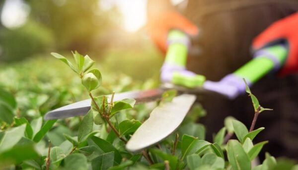 Close-up of pruning shears trimming a lush green hedge by Florida Lawnscaping Services.